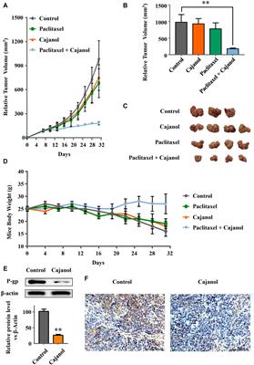 Cajanol Sensitizes A2780/Taxol Cells to Paclitaxel by Inhibiting the PI3K/Akt/NF-κB Signaling Pathway